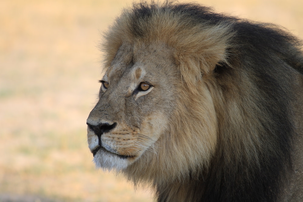 Cecil the lion paula french ksc2hj