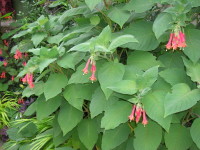 Fuchsia speciosa - before