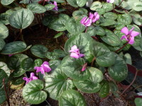 Xera Cyclamen coum