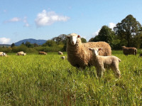 sheep organic farms portland