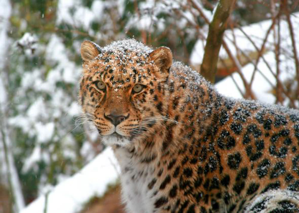 H amur leopard snow 1 gdoy6d