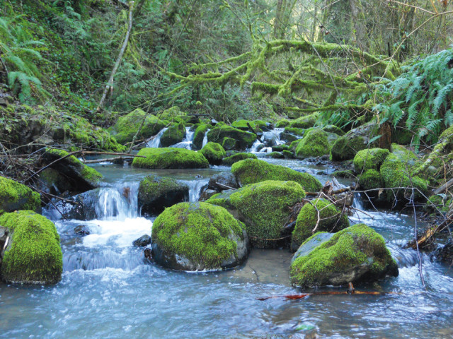Balach Creek Forest Park