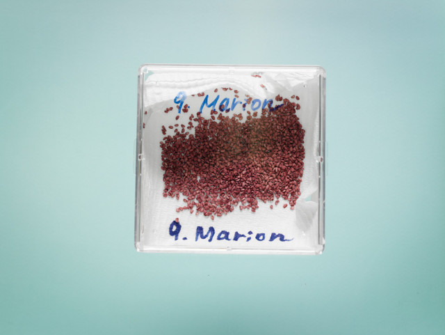 seeds1-0609