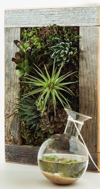 Vertical garden and aquatic terrarium