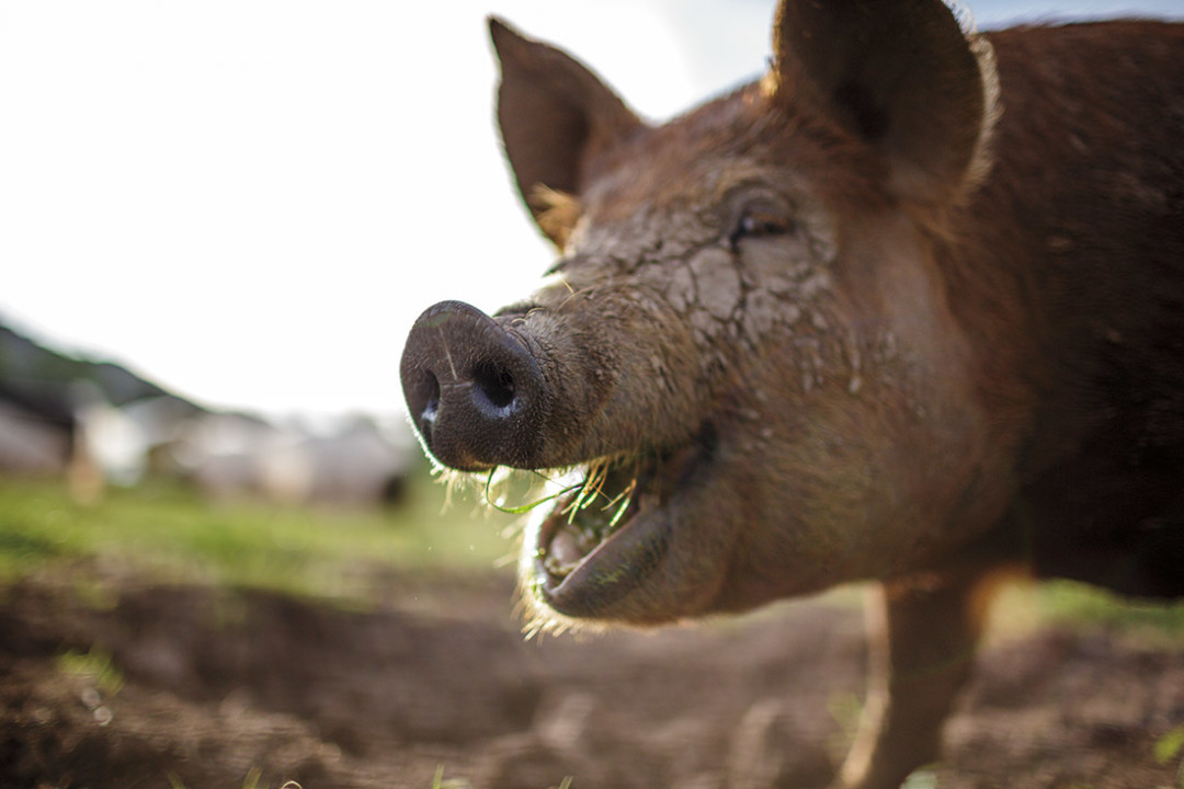 0714 valley farmers pig fccozz