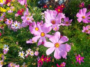 cosmos in field