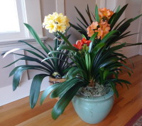 Potted clivia display