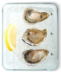 Oysters