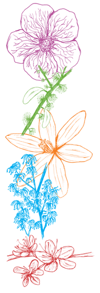 flowers