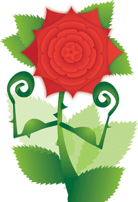 rose
