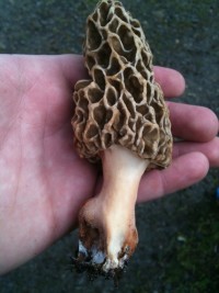 morel-mushroom