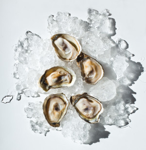 Oregon's native Olympia oyster