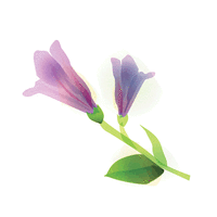 barretts beardtongue