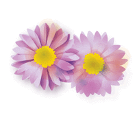columbia gorge daisy