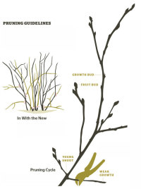 spaces garden edible berry pruning