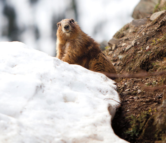 olympic park marmot