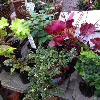 winter window boxes