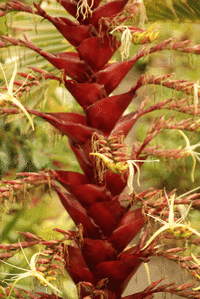 Alicanterea imperialis, a tropical bromeliad