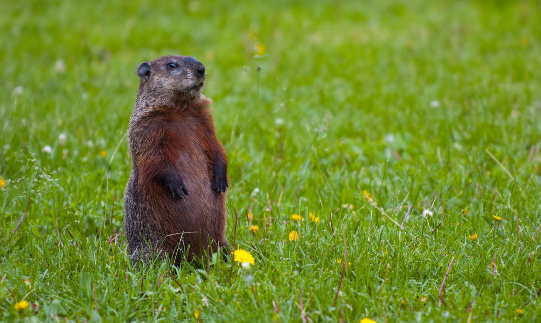 Groundhog standing2 xjlqxe