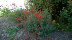 orange flowering California fuchsia