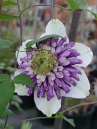 clematis sieboldii