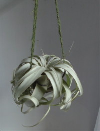tillandsiaxerographica