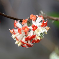 edgeworthia_chrysantha_red_dragon