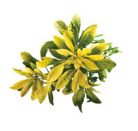 spaces garden beauty plant2