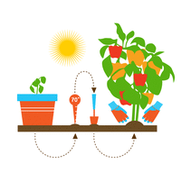 Summer Gardening Illustration