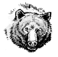 bear illustration