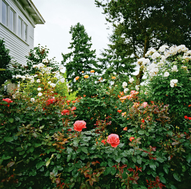 sustain-tradition-roses-2