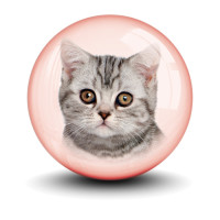 Meow Mystics