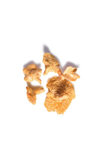 Hedgehog Mushrooms People's Farmers Market