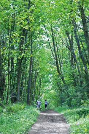 Forest Park Fireland 7