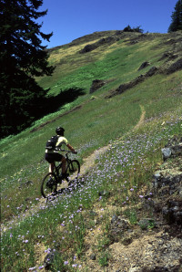 wild wheels biker