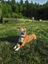 sweet spot dog