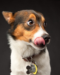 dogs 3