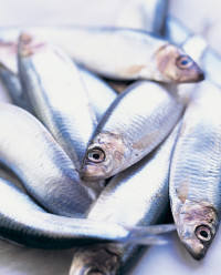 Fishing Whole