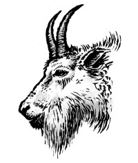 mountain goat illustration