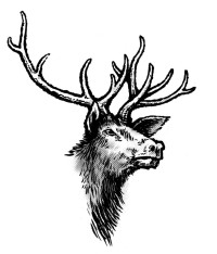 elk illustration