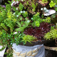 Fairy Dust botanical vignette