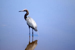 Caladesiheron600x sm 300x200 ujfoq9