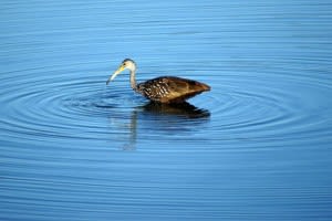 Limpkin600x sm 300x200 znkq5g