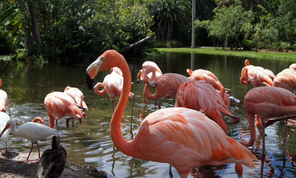 A Visit To Sarasota Jungle Gardens Sarasota Magazine