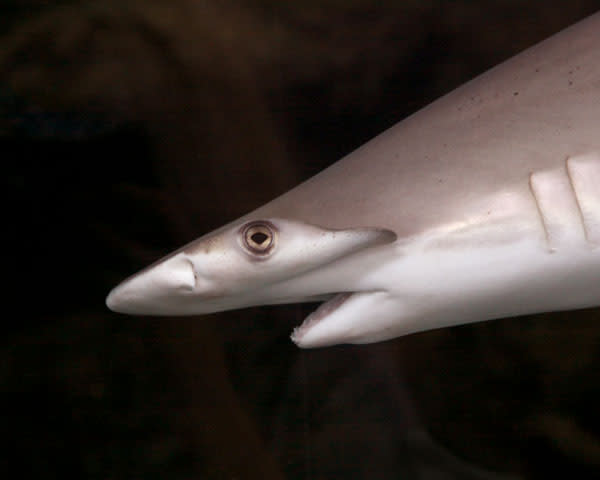 Bonnethead shark y5zw3a