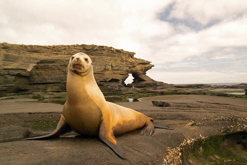 Cel galapagos sealions 11 ovhi9p