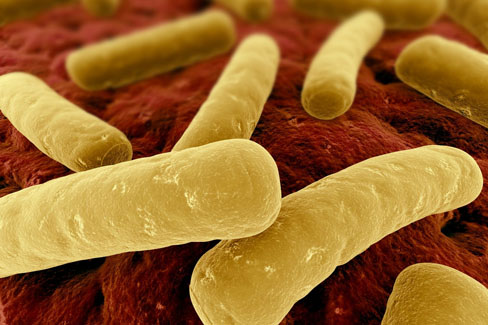 Clostridium difficile cumbtm