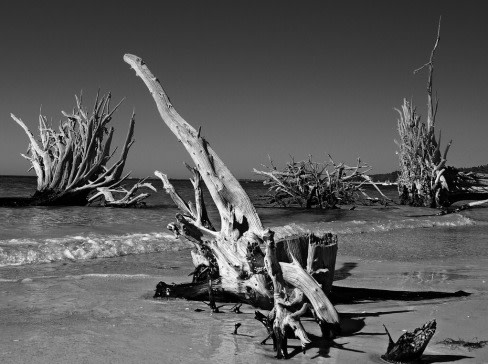 Driftwood bradenton beach2 k8oegc