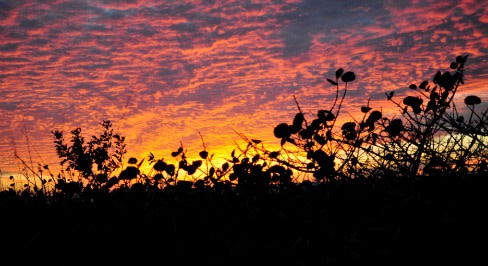 Kasey brennan sunset sillouette of sea grapes resize di4juw