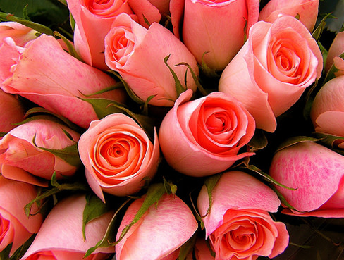 Pink flowers xzjhxo